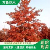 萬象花木北美紅櫟街道校園遮陰風(fēng)景樹耐旱耐寒耐瘠薄抗火災(zāi)