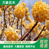 基地供應(yīng)綠化植物結(jié)香樹(shù)苗 灌叢植物 園林綠化 工程苗