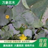 水生植物荇菜 凈化綠化水體景區(qū)水生觀賞 湖面浮島配植苗