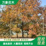 基地出售櫟樹系列 沼生櫟 紅針櫟 抗空氣污染 工業(yè)區(qū)廠區(qū)栽植