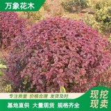 大量供應(yīng)各種規(guī)格冬紅衛(wèi)矛花境植物 杯苗 園林綠化工程苗