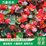 萬(wàn)象花木出售 四季秋海棠 肉質(zhì)草本玻璃 花朵密集 花壇綠化觀賞