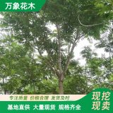 萬象花木出售臭椿樹苗 公園景觀樹 耐干旱貧瘠抗病蟲害