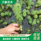 聚草基地 水體綠化水生植物 濕地綠化觀葉單瓣狐尾藻