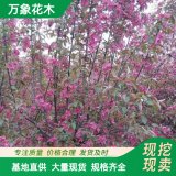 萬(wàn)象花木出售 北美海棠繽紛 露地栽培 枝葉茂盛 適應(yīng)性強(qiáng)