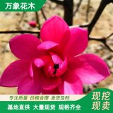 萬象花木 嬌紅牡丹玉蘭 喜陽光 稍耐陰 有耐寒性 庭園觀賞樹種