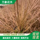 萬象花木棕紅苔草 草本地被苗木 護(hù)土固坡綠化苗