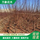 基地出售京梅耐寒樹苗 樹形飽滿易成活 園林觀賞花卉綠植