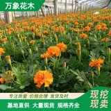 萬象花木孔雀草 花苗時令草花 供應(yīng)基地 多年生花卉 顏色多樣