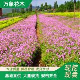 供应红花酢浆草 园林景区地被绿化造景工程苗 花镜花坛配植