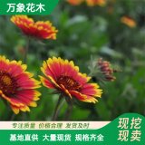 万象花木供应宿根天人菊 耐热耐寒耐干旱 花坛花带栽植或镶边