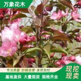 萬象花木出售凱爾斯海棠苗 抗旱耐貧瘠 園林庭院 街道觀賞景觀樹