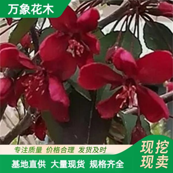 凯尔斯海棠