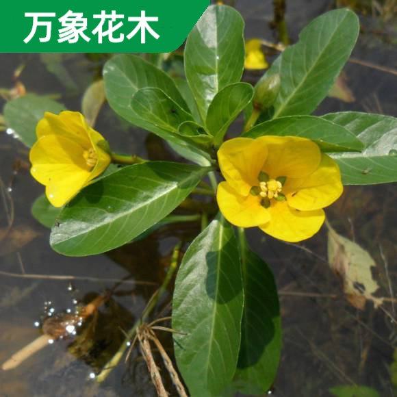 黄花水龙