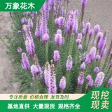 万象花木蛇鞭菊 苗多年生草本耐寒耐热 花坛花境绿化材料