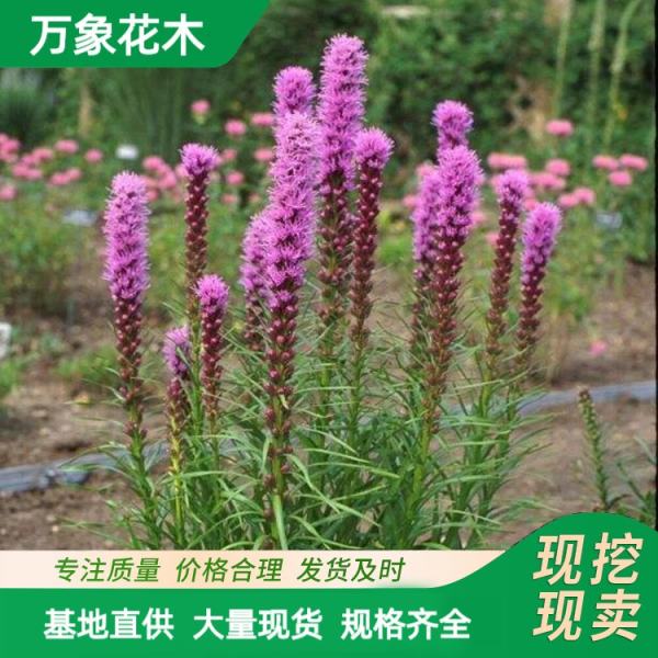 蛇鞭菊