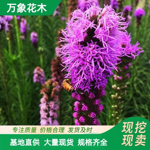 蛇鞭菊