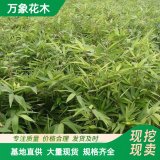 毛竹 工程綠化苗楠竹 品種青竹苗 園林造景工配植綠化苗木