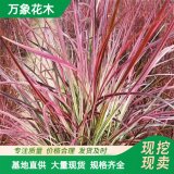 萬象花木 日本血草 優(yōu)良的彩葉觀賞草 多年生草本植物