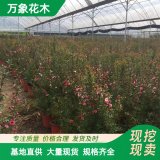 松紅梅 振興鄉(xiāng)村綠化工程改造苗 花壇花鏡鑲邊配植