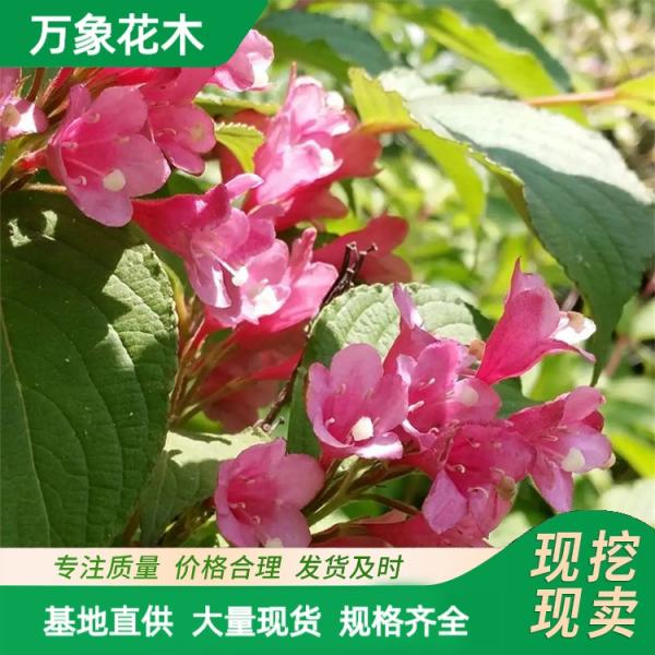 锦带花球