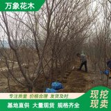 万象花木 英国山楂 绯红色云 红云 抗寒 抗风能力强 园林工程苗