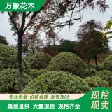 万象花木 枸骨球型棒棒糖型 四季常青 性喜光 能耐荫 观赏性好