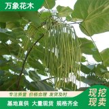 萬象花木供應(yīng) 梓樹苗 喜光 幼苗耐蔭 耐寒性 適應(yīng)性強(qiáng)