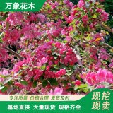 萬(wàn)象花木出售 北美海棠 羅賓遜 園林道路綠化庭蔭樹(shù)