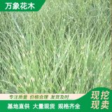 斑叶芒苗圃基地种植 丛生 园林绿化苗 浮岛配植 水生苗木