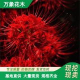 萬象花木彼岸花苗盆栽曼珠沙華石蒜花陽臺花卉庭院盆栽