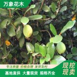 大量出售桑科常綠藤本植物 適用于園林綠化 別墅爬墻 觀賞造景苗