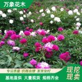 苗圃芍藥花苗 根塊當(dāng)年開花盆栽室內(nèi)花卉植物四季綠化工程苗