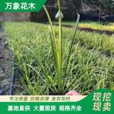 万象花木花卉基地金叶菖蒲 常绿草本 花小密集 盆栽地栽