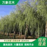 万象花木 金枝垂柳 根系发达 城市绿化美化树种