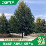 萬(wàn)象花木 歐洲小葉椴 綠頂 綠塔 耐寒性強(qiáng) 別墅庭院美化樹(shù)種