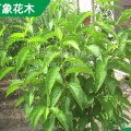 供應(yīng) 杜仲 園林小區(qū)造景綠化植物 道路旁色塊工程苗木