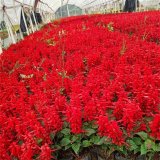 一串紅鼠尾草 陽(yáng)臺(tái)盆栽種植小區(qū)庭院公園綠化花卉花壇花鏡租擺造景