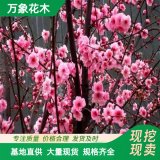 苗圃出售 宮粉梅 耐寒室內(nèi)開花盆栽樹苗 花海打造苗木