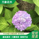 苗圃出售 无尽夏绣球花苗 公园园林绿化花卉 庭院小区造景植物