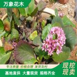 长期出售 岩白菜 园林庭院造景植物 池塘水体绿化苗