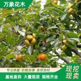 万象花木 豆梨 贵族 三体 雄鸡 根系发达 庭院绿化观赏树种