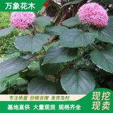 基地出售 臭牡丹 花盆栽苗 园林庭院造景植物 庭院绿化