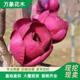 基地供應(yīng) 郁金香玉蘭 庭院公園小區(qū)綠化苗木 開花觀賞植物