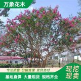 萬象花木叢生紫薇苗圃工程樹苗綠化工程道路旁風(fēng)景樹