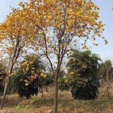 黃花風鈴木容器苗 綠化栽植苗木 道路景觀行道樹 基地大量供應