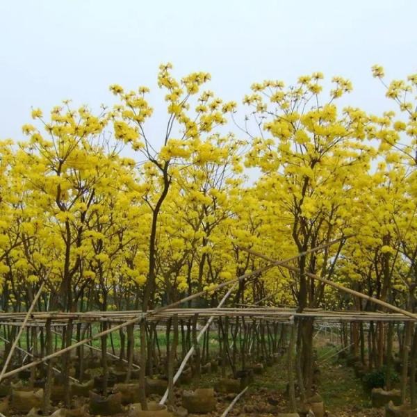 黃花風鈴木