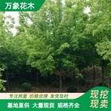 萬象花木出售 糖槭 傳奇 適應(yīng)性強 過濾污染空氣 城市路旁行道樹