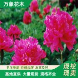 基地出售 牡丹花苗 盆栽綠植花卉室內(nèi)綠化 庭院園林工程用苗