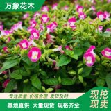 万象花木夏堇培育基地 紫蓝色 花色美丽 是很好的镶边材料